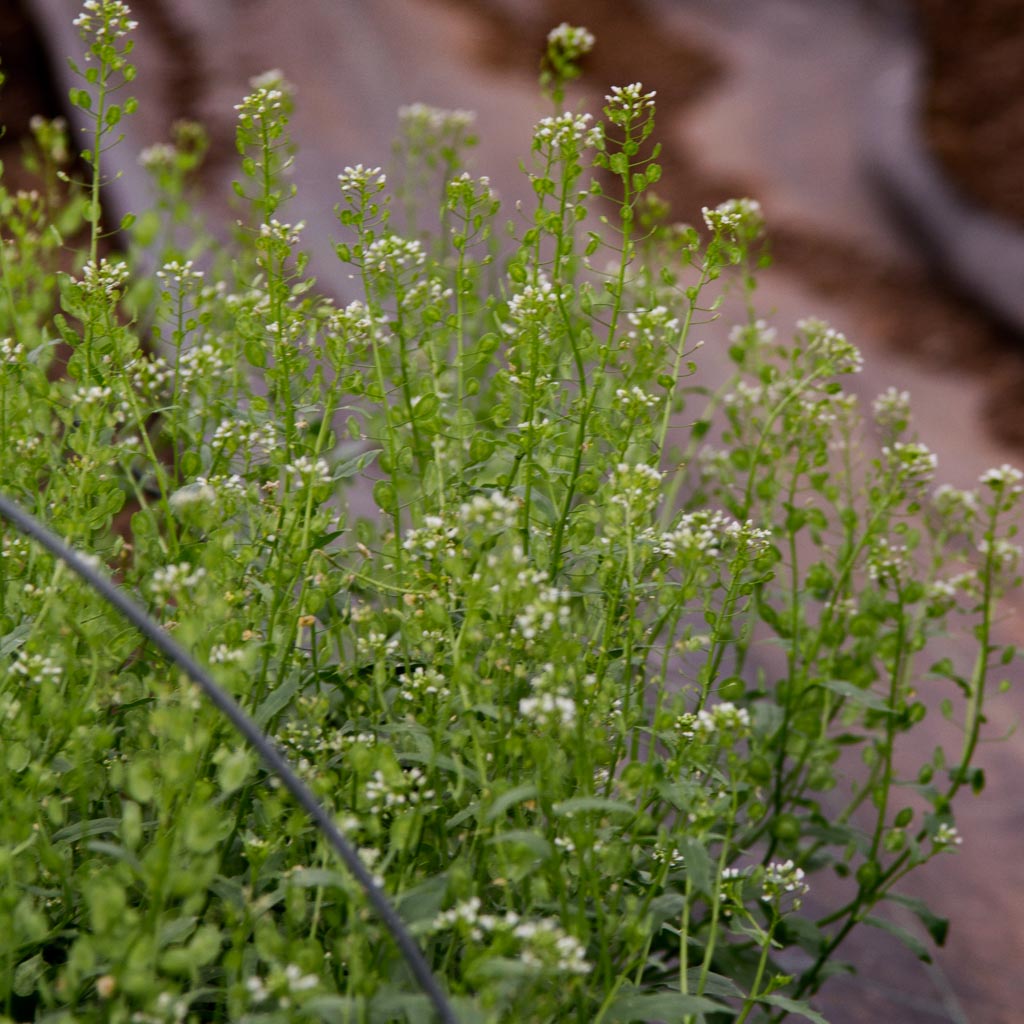 Cress - Pennycress