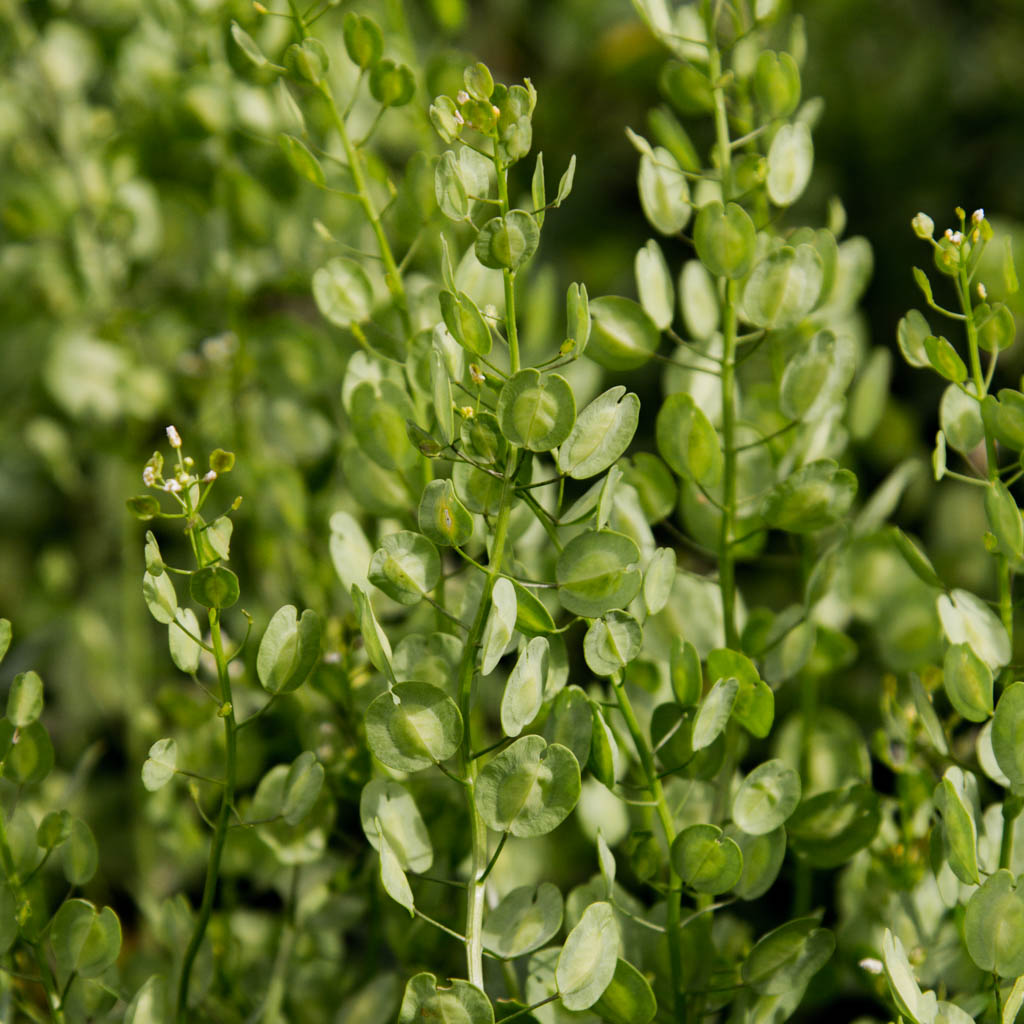 Cress - Pennycress