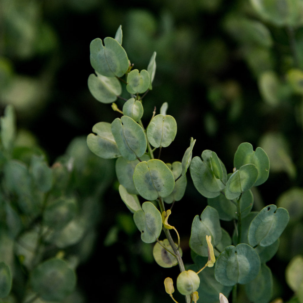 Cress - Pennycress