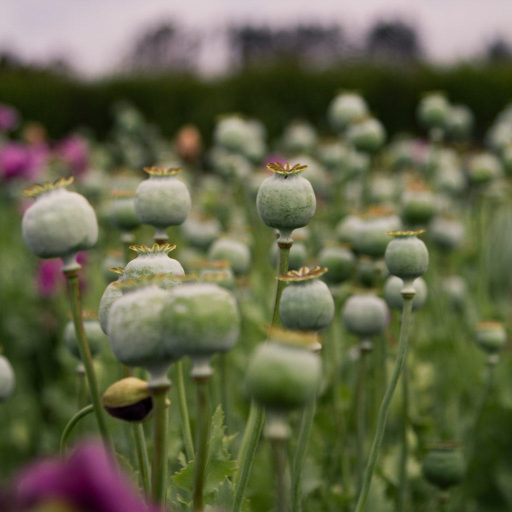 Poppy - Hungarian Breadseed