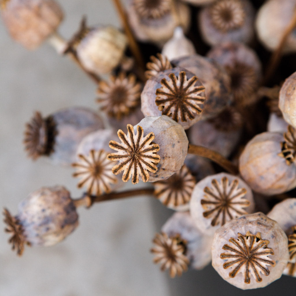 Poppy - Hungarian Breadseed