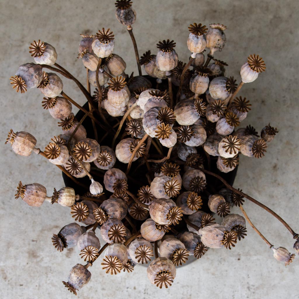 Poppy - Hungarian Breadseed