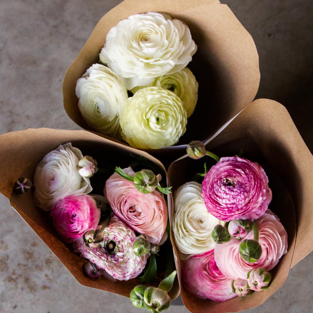 Ranunculus - PICK UP