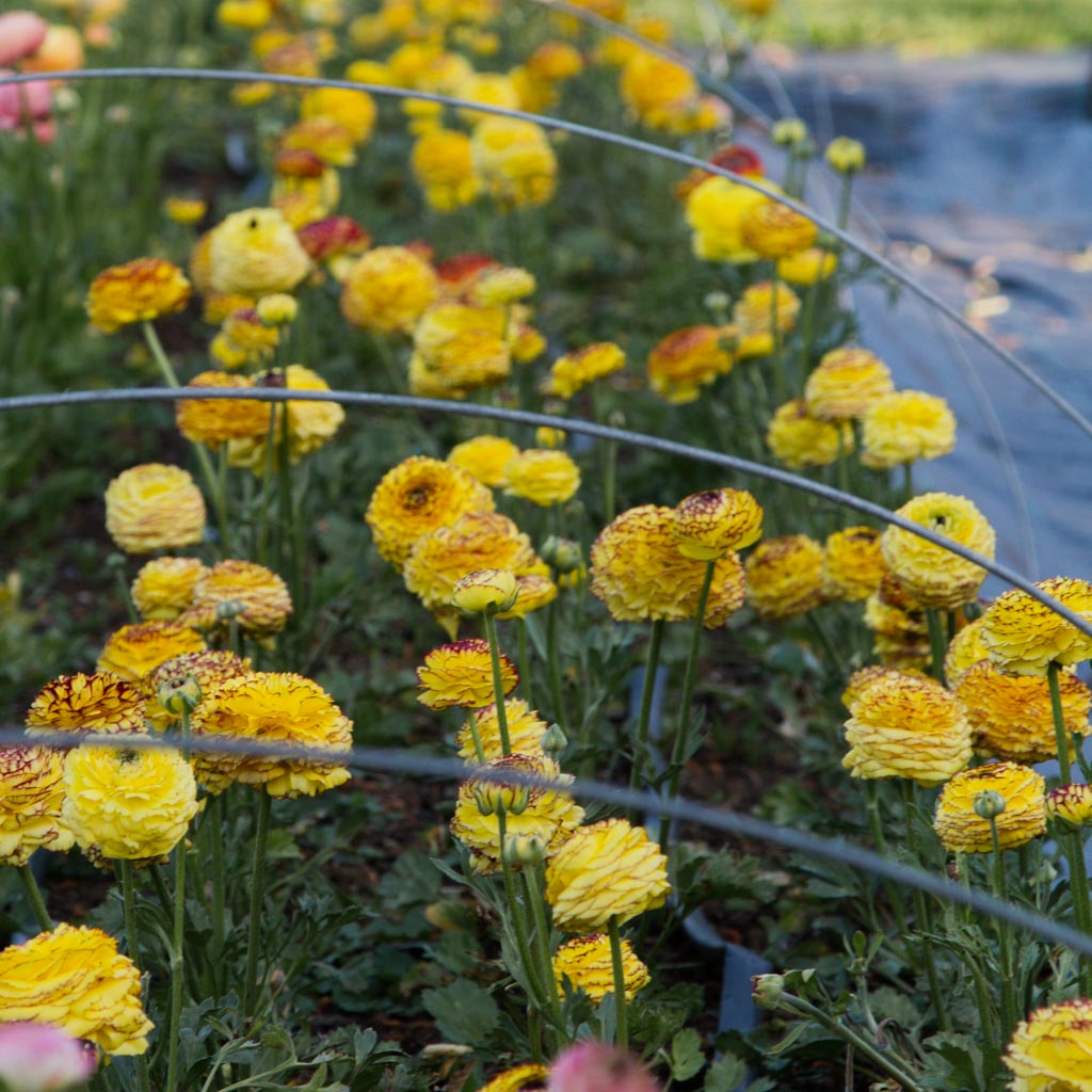 RANUNC - Giallo Striato - PLANTS