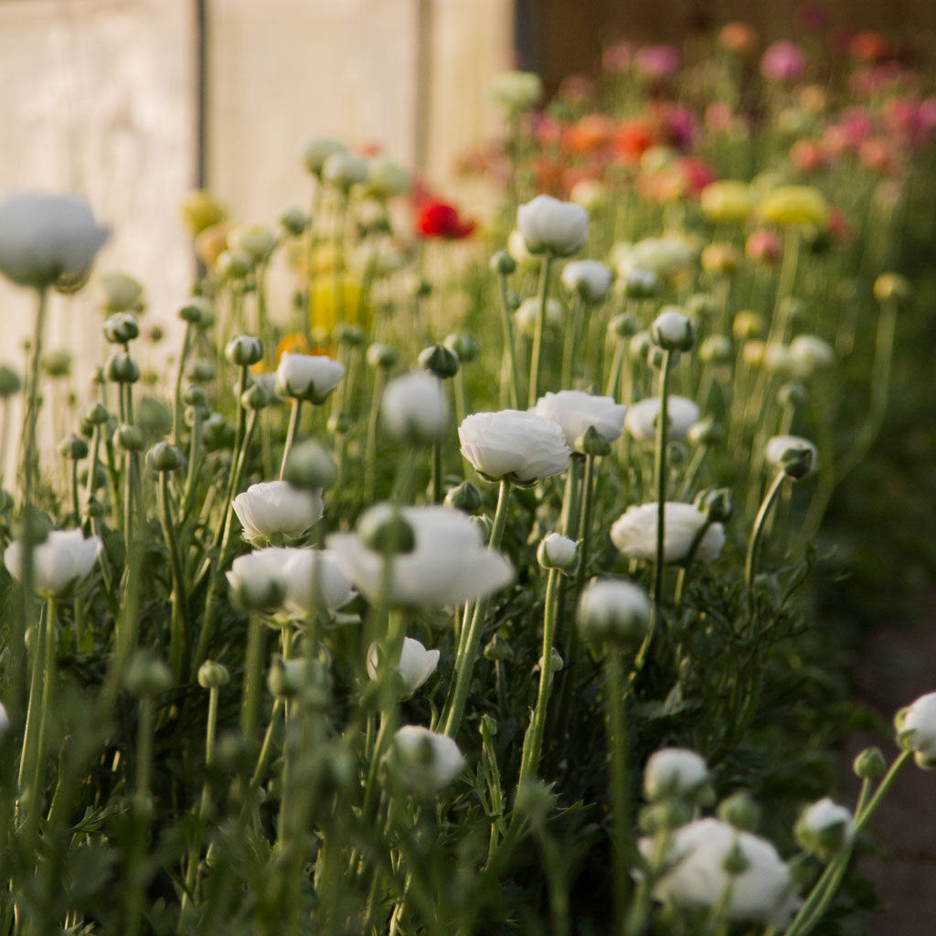 RANUNC - Snowflake - PLANTS