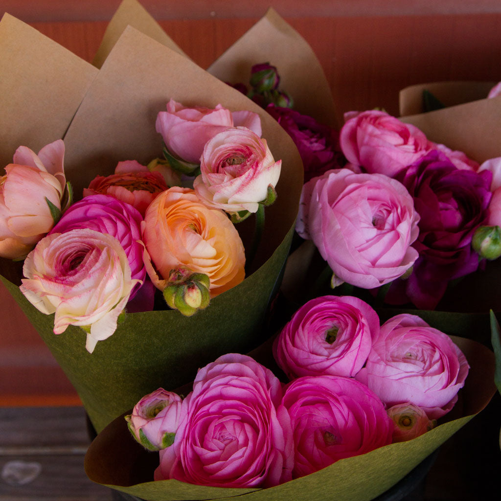 Ranunculus - PICK UP
