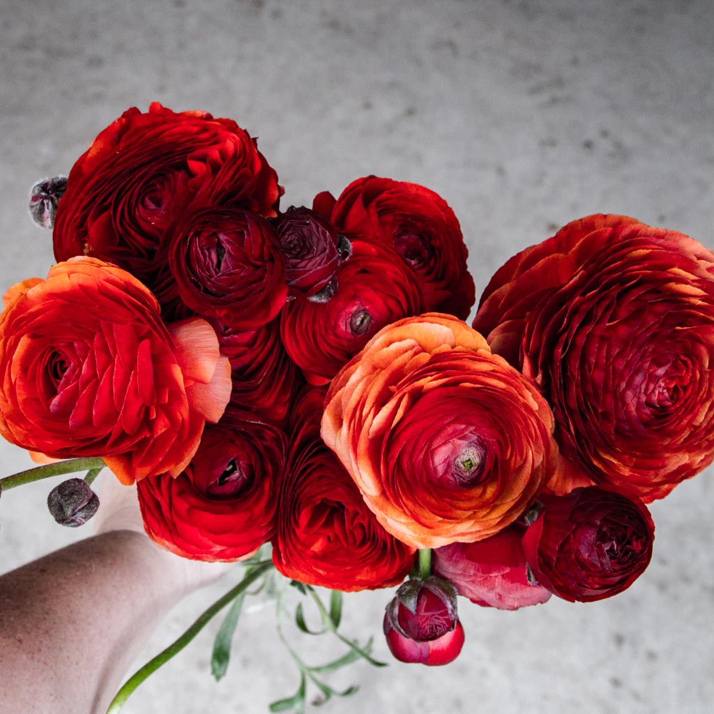 Elegance Cioccolato Ranunculus