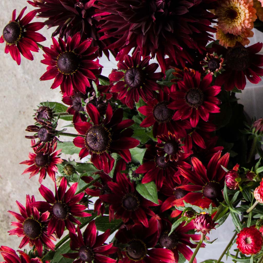 Rudbeckia - Cherry Brandy