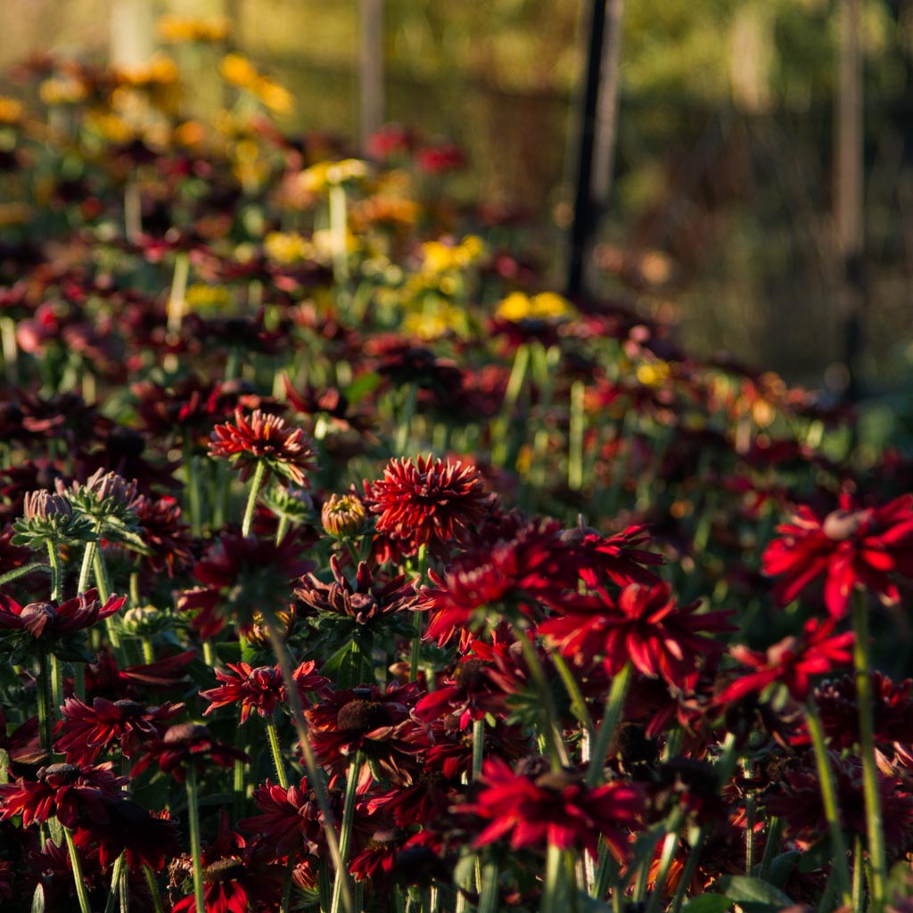 Rudbeckia - Cherry Brandy
