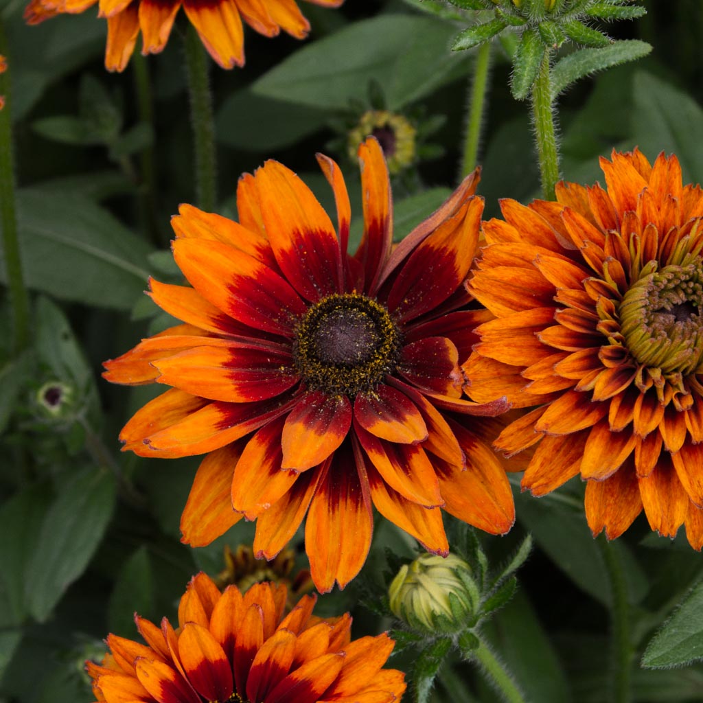 Rudbeckia - Cherokee Sunset