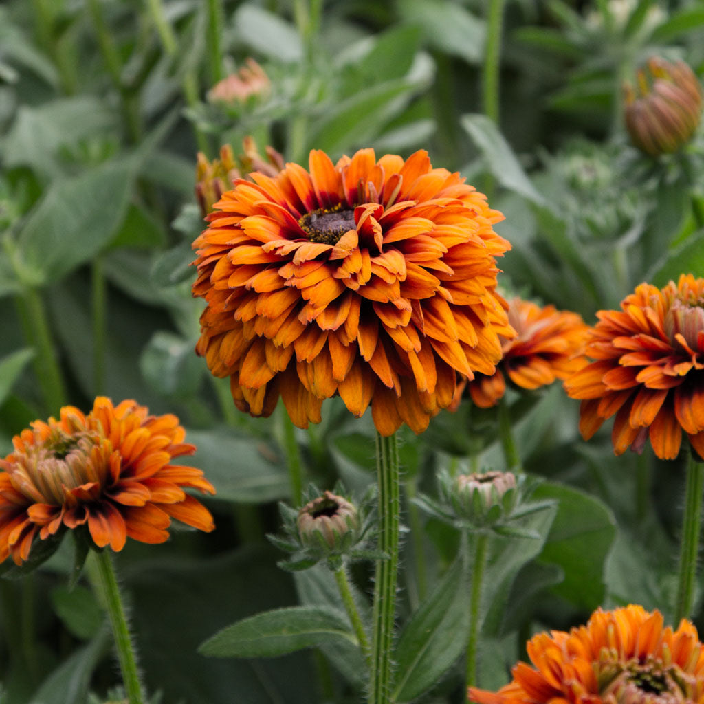 Rudbeckia - Cherokee Sunset