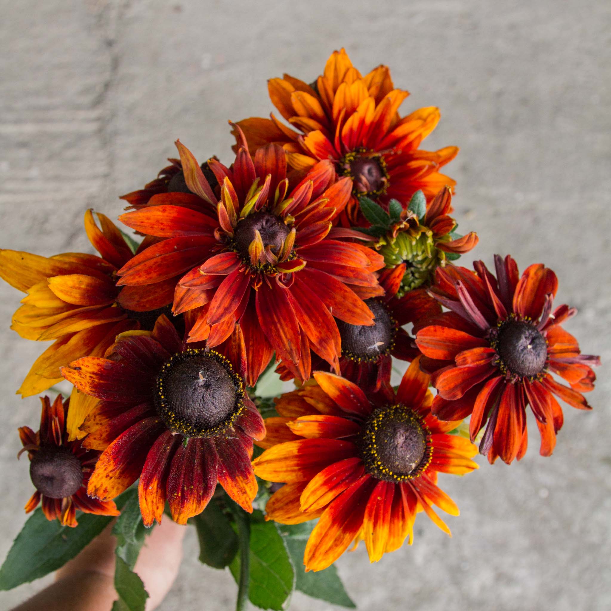 Rudbeckia - Cherokee Sunset