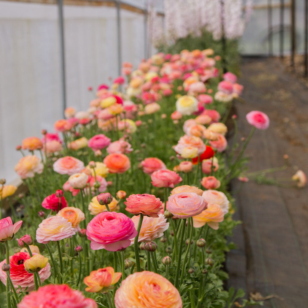 SPRING Farm Tour