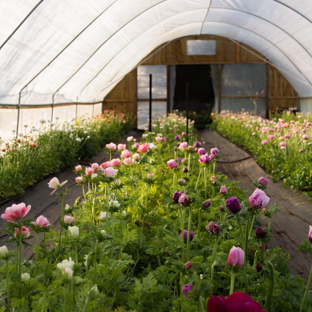 SPRING Farm Tour