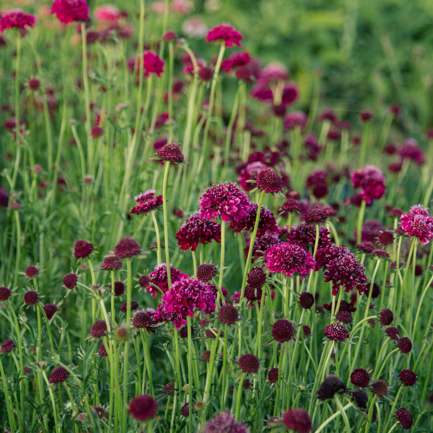 Scabiosa - Merlot