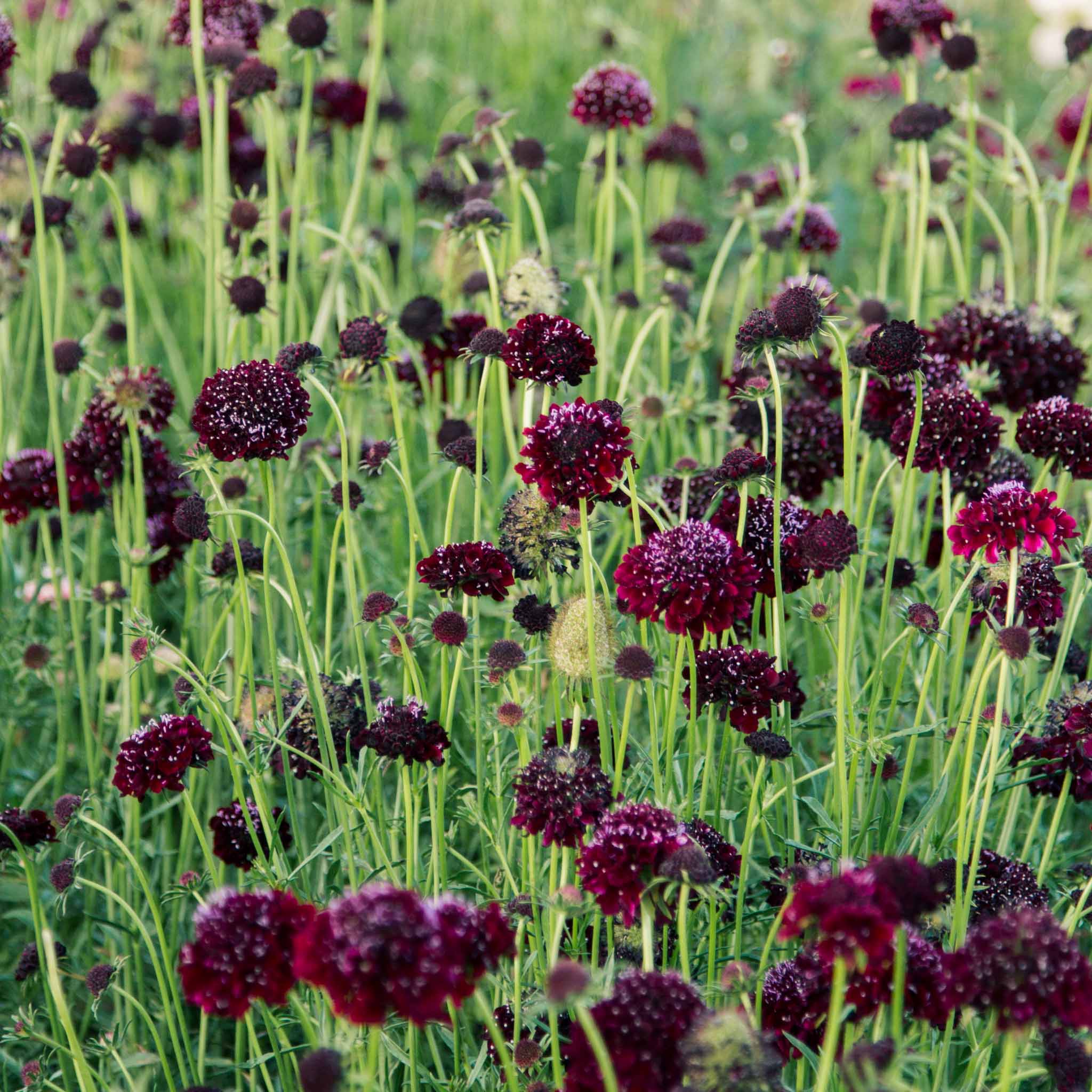 Scabiosa - Black Knight