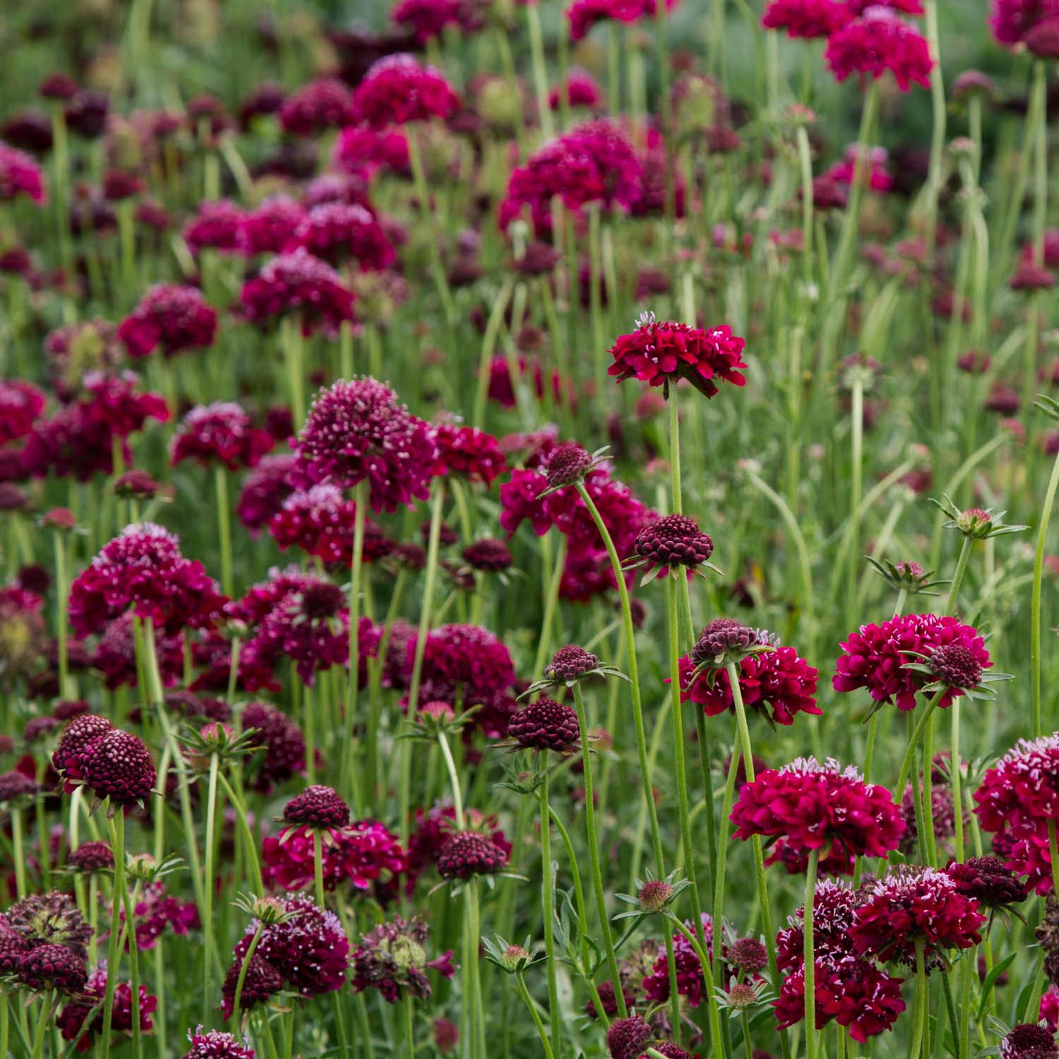 Scabiosa - Merlot