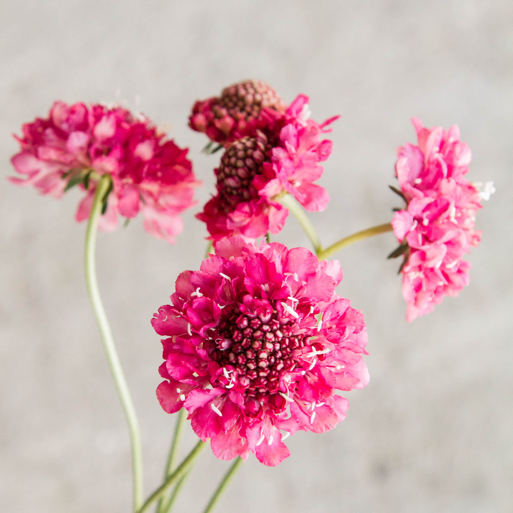 Scabiosa - Salmon Rose