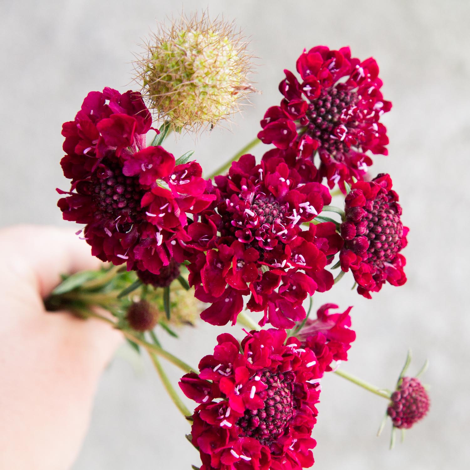 Scabiosa - Merlot