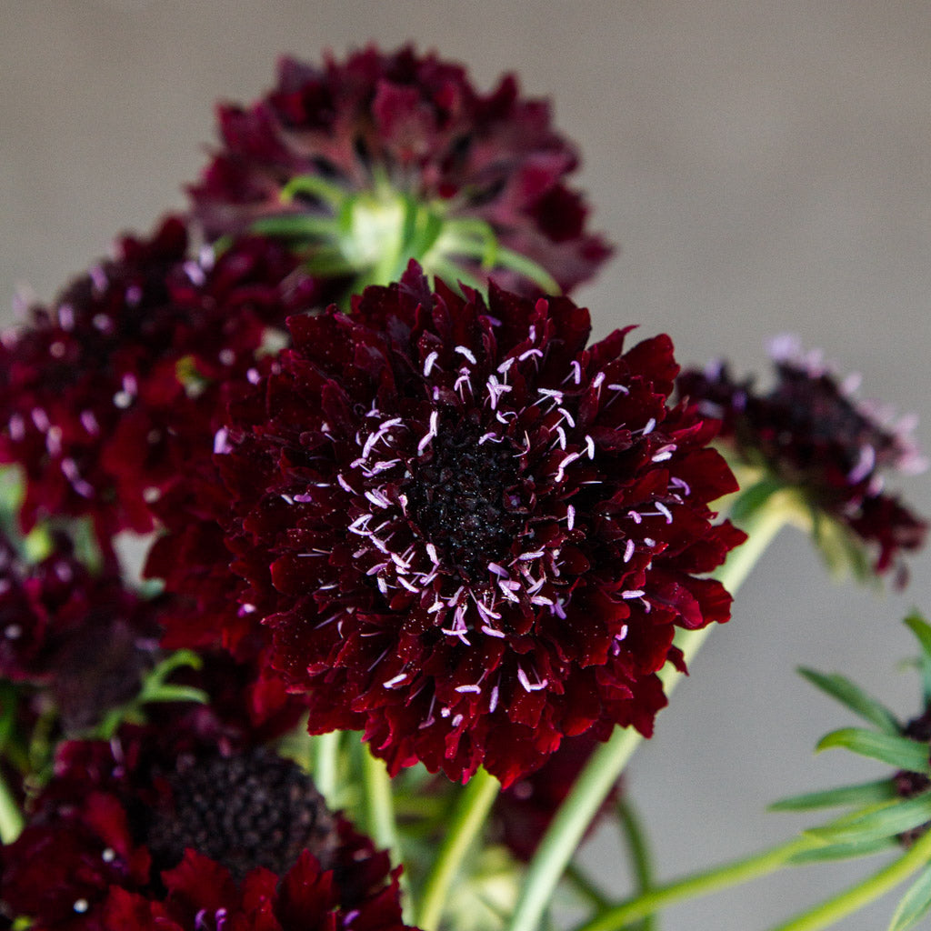 Scabiosa - Black Knight