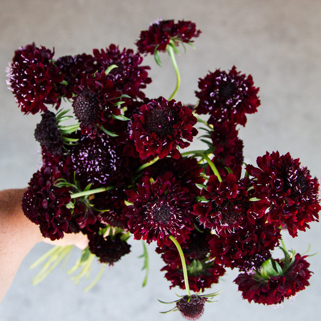 Scabiosa - Black Knight