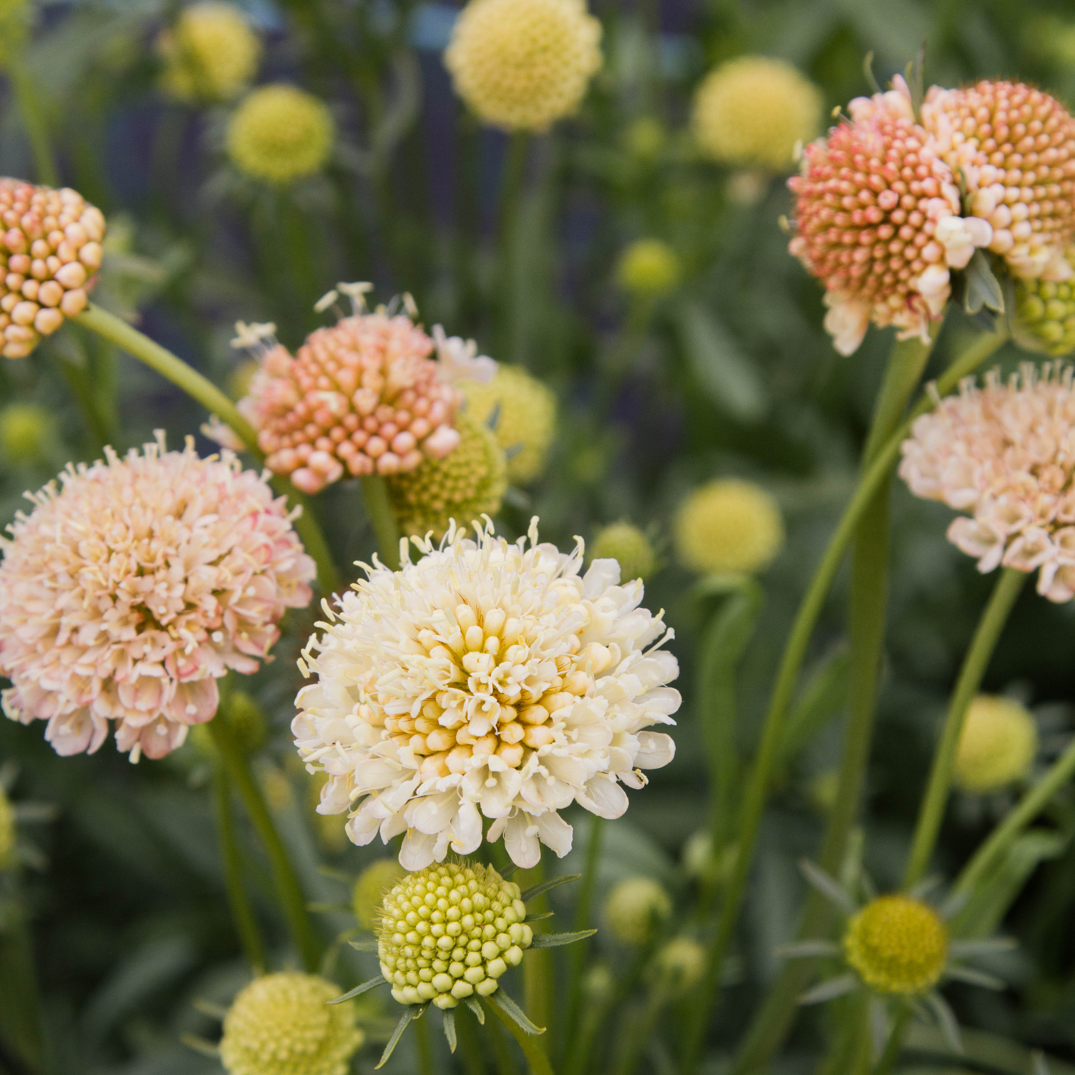 Scabiosa - Fata Morgana