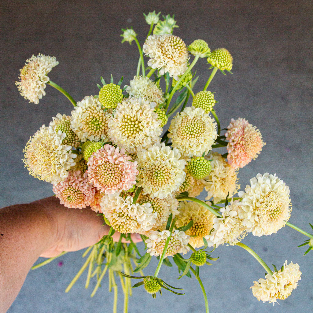 Scabiosa - Fata Morgana