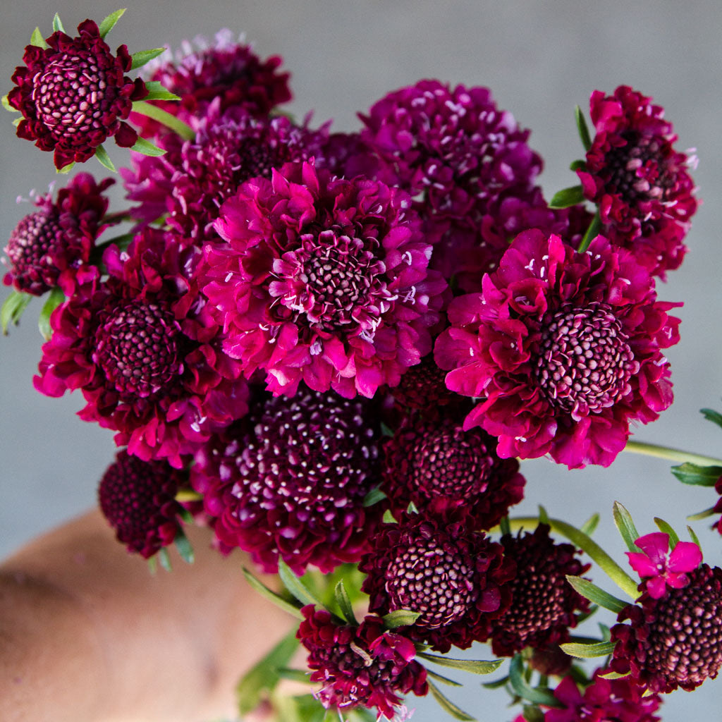 Scabiosa - Merlot