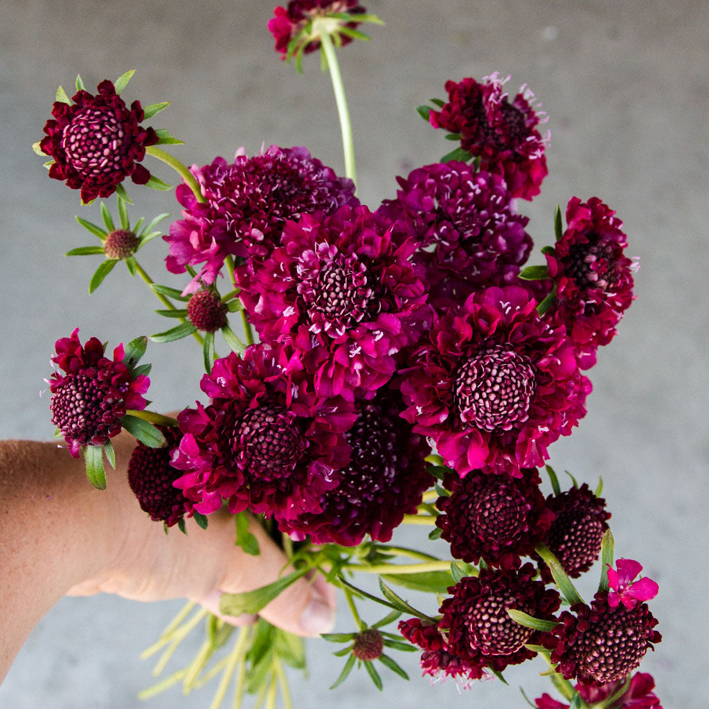 Scabiosa - Merlot