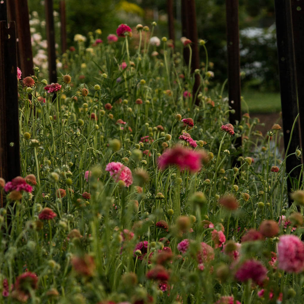Scabiosa - Salmon Rose