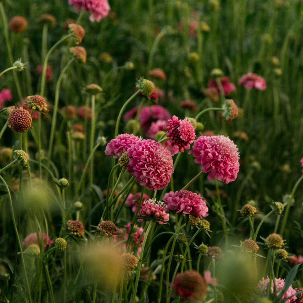 Scabiosa - Salmon Rose