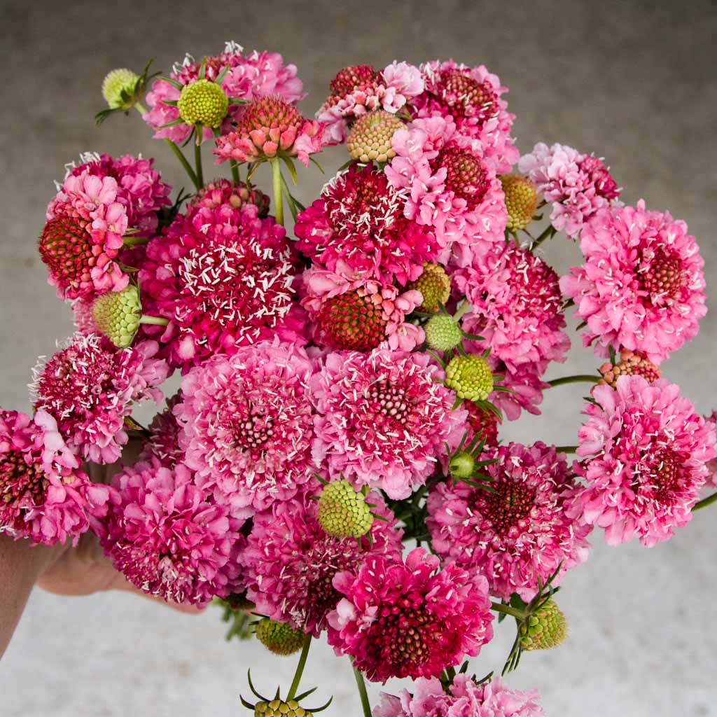 Scabiosa - Salmon Rose