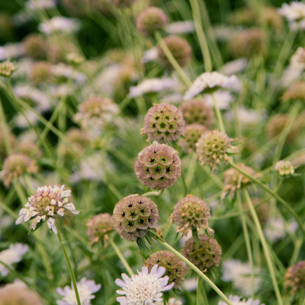 Scabiosa - Stellata