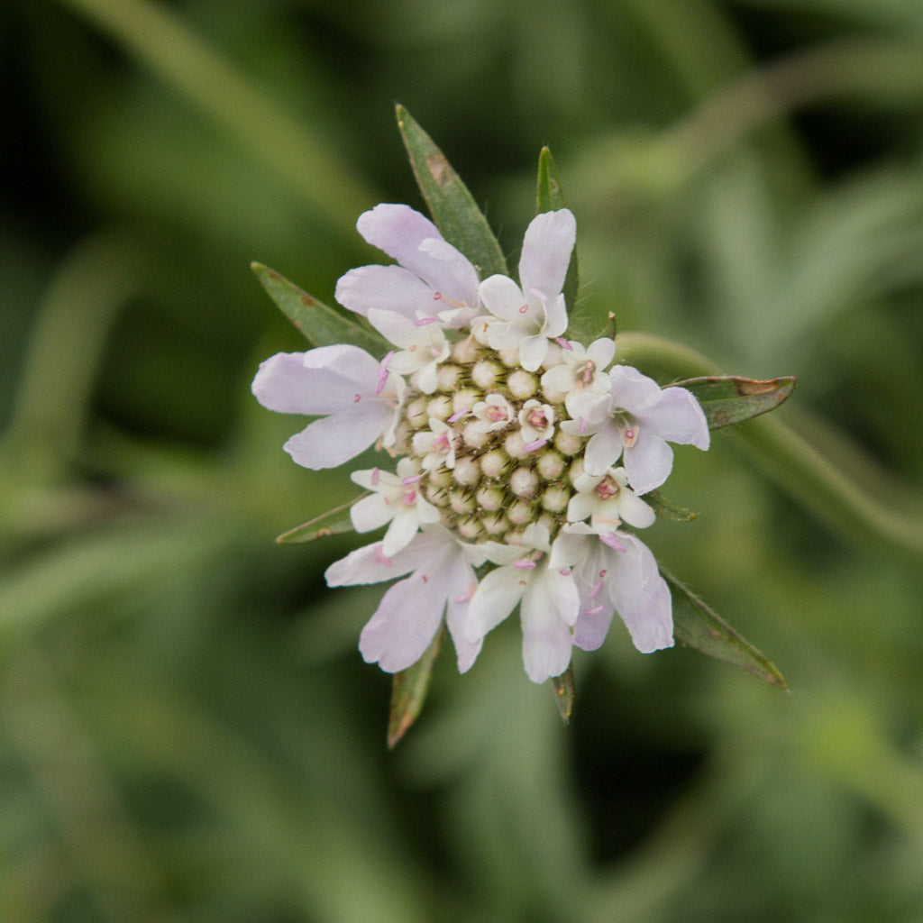Scabiosa - Stellata