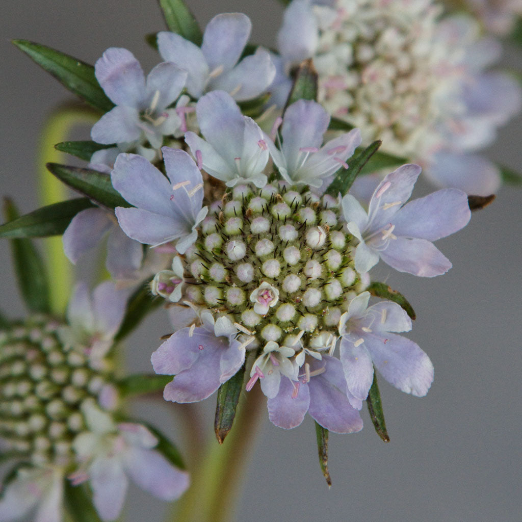 Scabiosa - Stellata