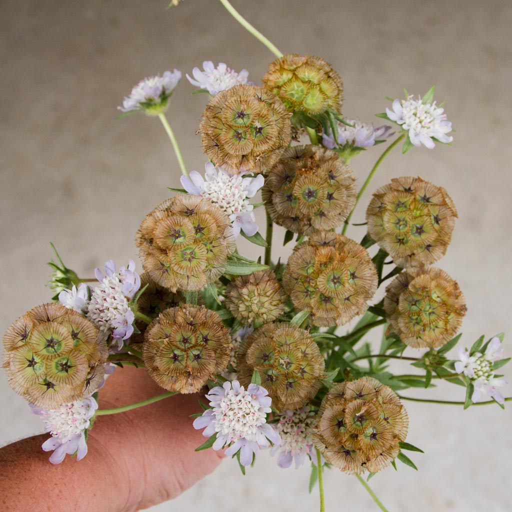 Scabiosa - Stellata