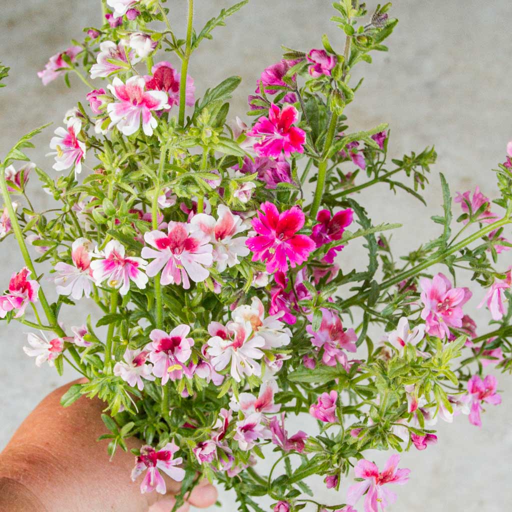 Schizanthus - Dante's Roses