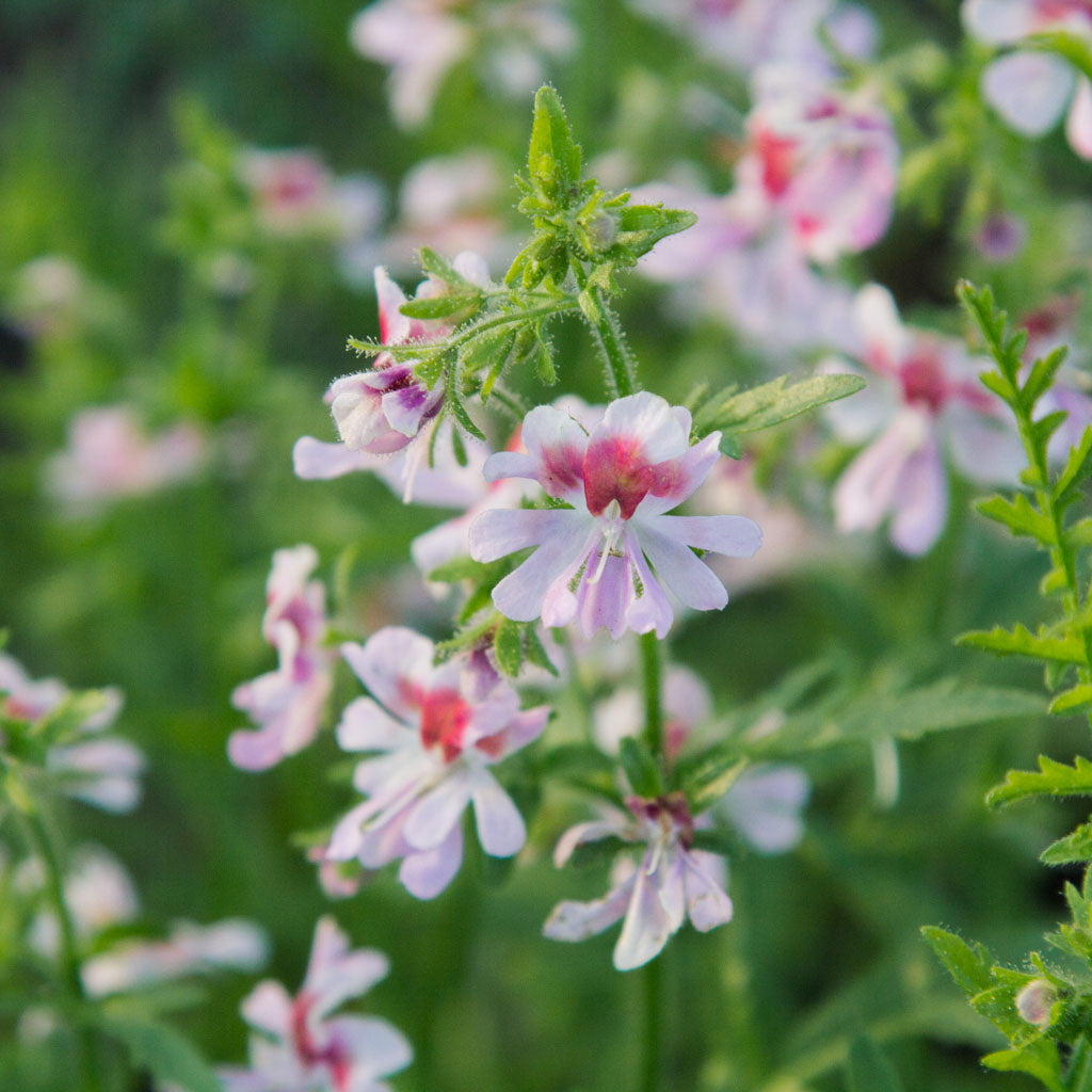 Schizanthus - Dante's Roses