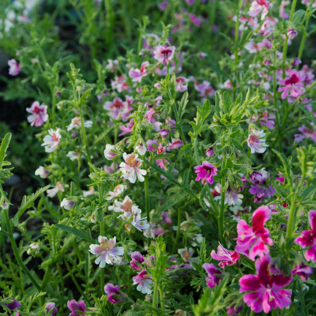 Schizanthus - Dante's Roses