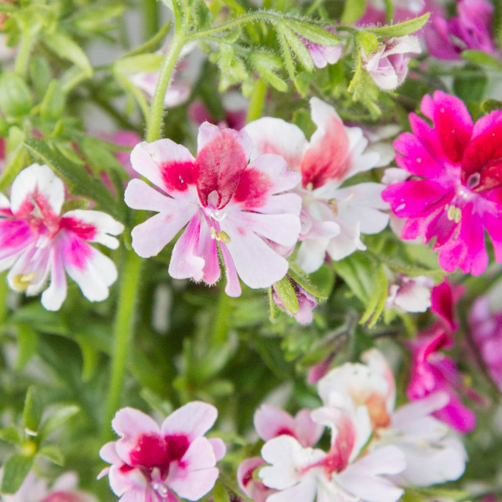 Schizanthus - Dante's Roses