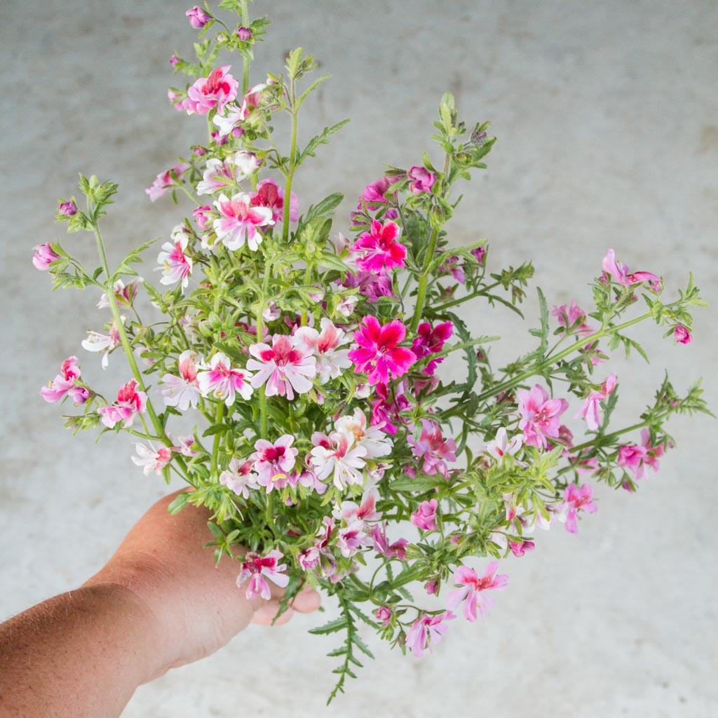 Schizanthus - Dante's Roses