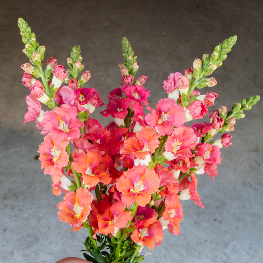 Snapdragon - Chantilly Bronze