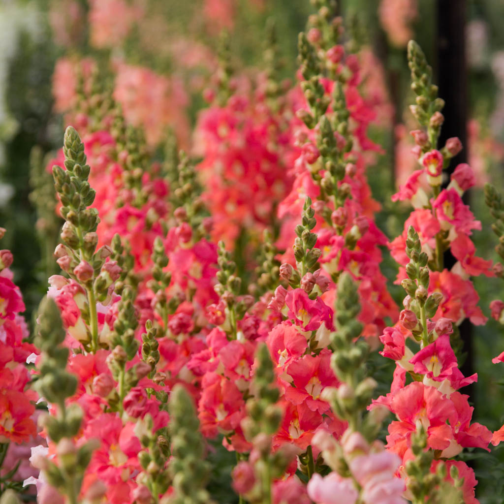 Snapdragon - Chantilly Bronze