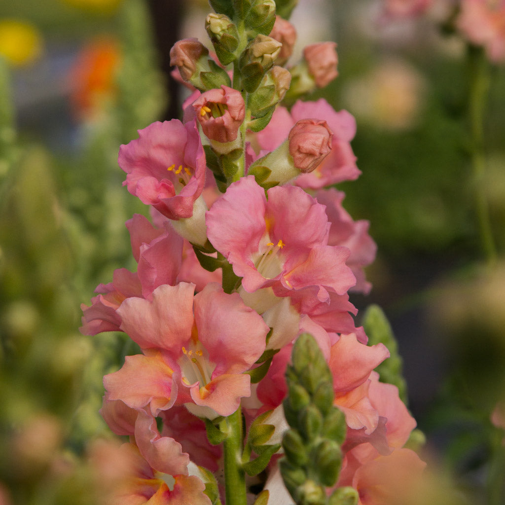 Snapdragon - Chantilly Light Salmon