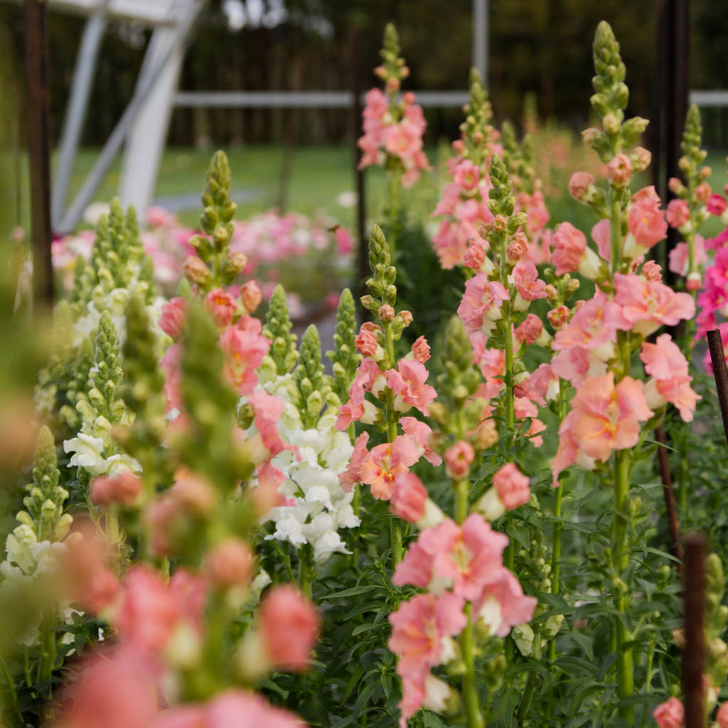 Snapdragon - Chantilly Light Salmon