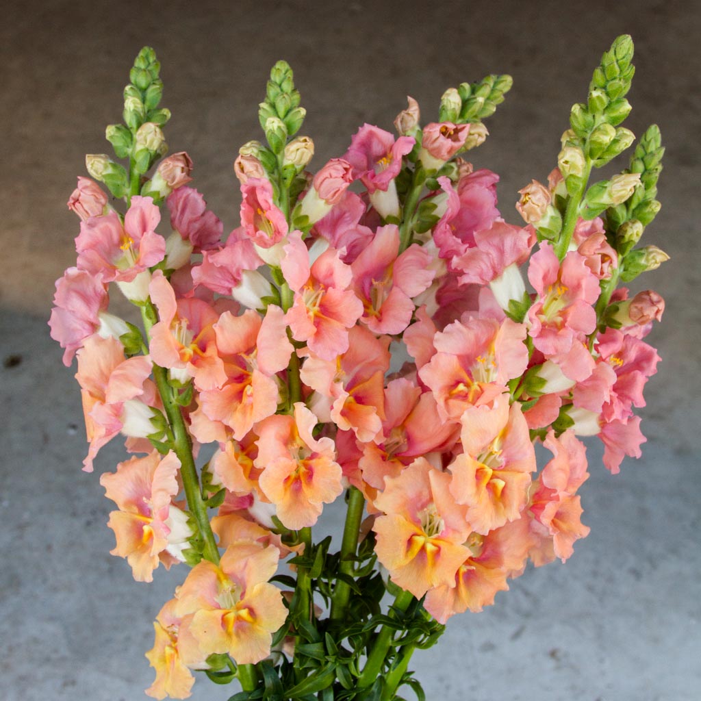 Snapdragon - Chantilly Light Salmon