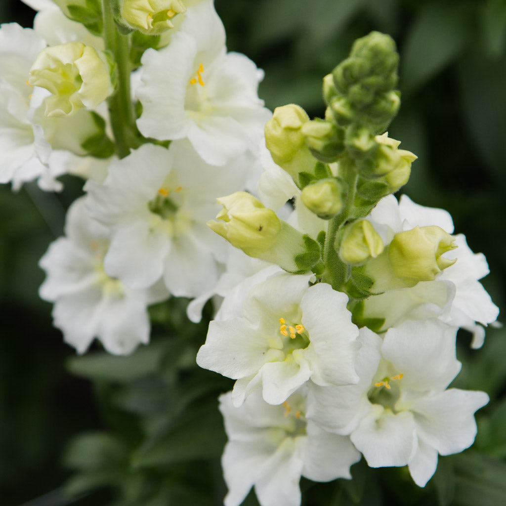 Snapdragon - Chantilly White