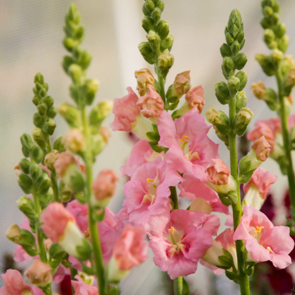 Snapdragon - Chantilly Light Pink