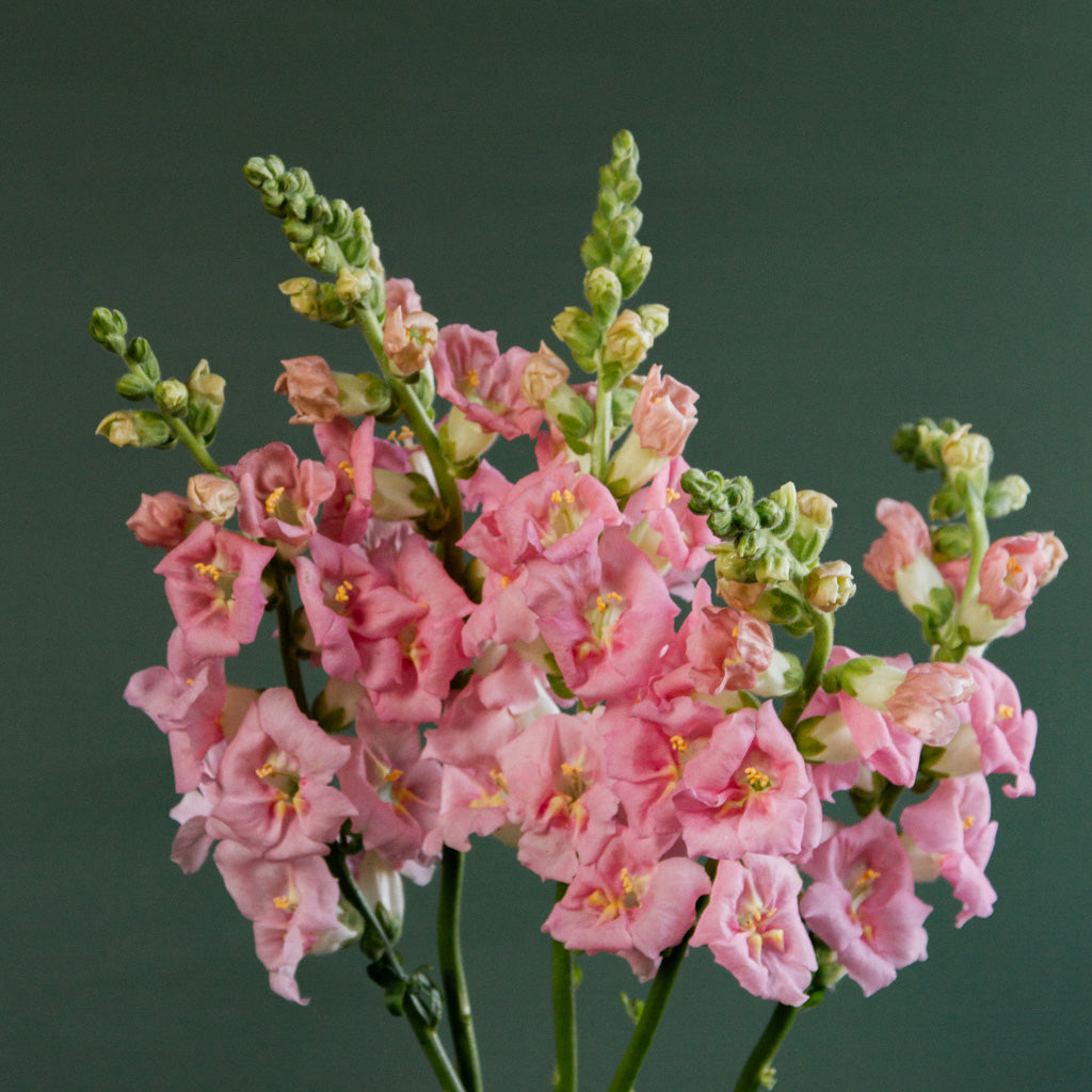 Snapdragon - Chantilly Light Pink