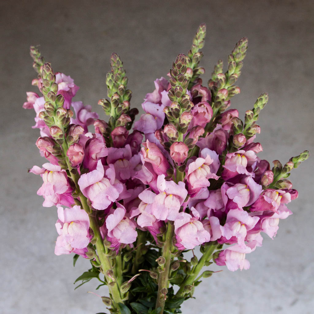 Snapdragon - Costa Lavender